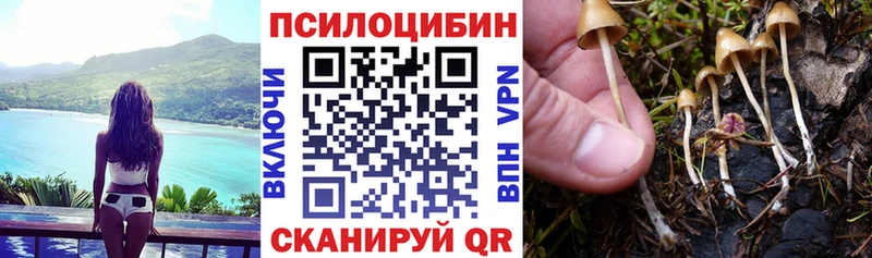 Псилоцибиновые грибы Cubensis  купить  цена  hydra маркетплейс  Талица 